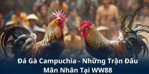 Đá Gà Campuchia - Những Trận Đấu Mãn Nhãn Tại WW88